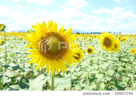 sunflower	 50067244
