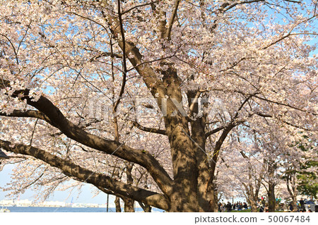 Sakura in Yokohama 50067484