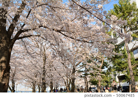 Sakura in Yokohama 50067485