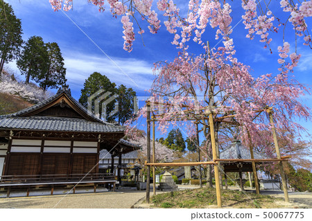 Zentsuji Temple Sparrow cherry blossoms 50067775