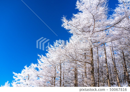 有霧的冰/銀色森林 50067816