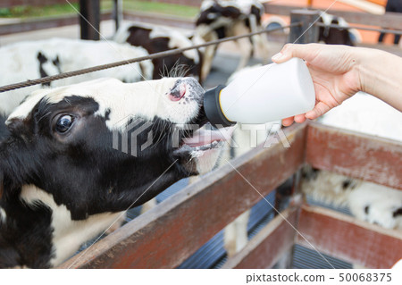Baby cow feeding on milk bottle by hand man 50068375
