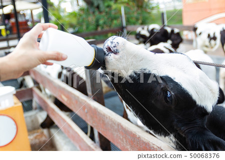 Baby cow feeding on milk bottle by hand man 50068376