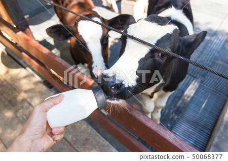 Baby cow feeding on milk bottle by hand man 50068377
