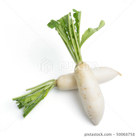 daikon radishes isolated on white 50068758