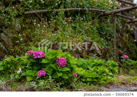 Hydrangea Image, Hydrangea, 50069374