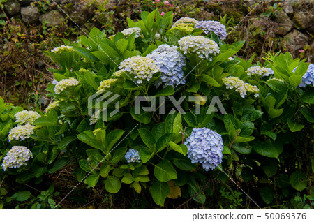 Hydrangea Image, Hydrangea, 50069376