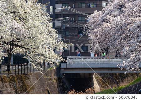 櫻花樹行沿多摩川河,多摩市,東京的 櫻花樹行沿多摩川河,多摩市,東京的 50070043