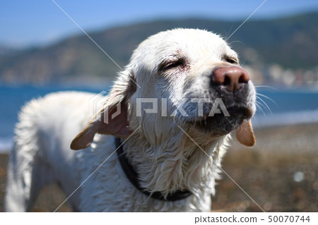 Labrador and the sea, splashes Labrador and the sea, splashes 50070744
