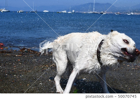 Labrador and the sea, splashes 50070745
