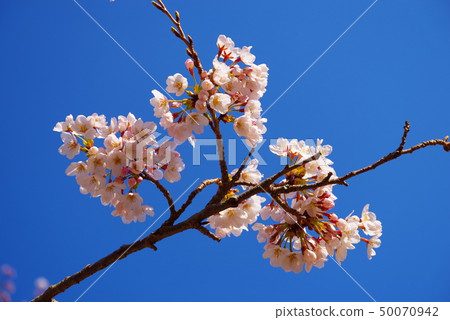 The blue sky and the blooming cherry blossoms The blue sky and the blooming cherry blossoms 50070942