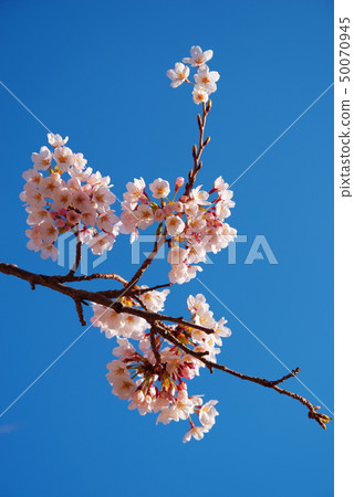 The blue sky and the blooming cherry blossoms The blue sky and the blooming cherry blossoms 50070945