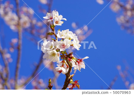 The blue sky and the blooming cherry blossoms 50070963