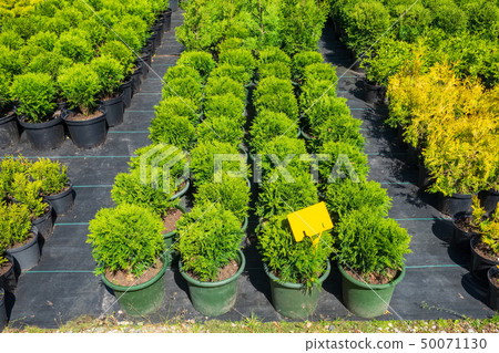 Thuja and cypresses potted plants for sale  50071130