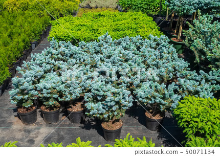 Fir trees, junipers, cypresses and thuja plants 50071134