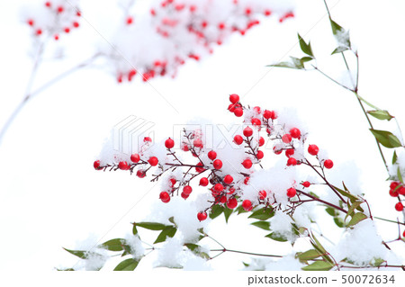 Nanten Nanten Winter Nanten紅色水果 50072634