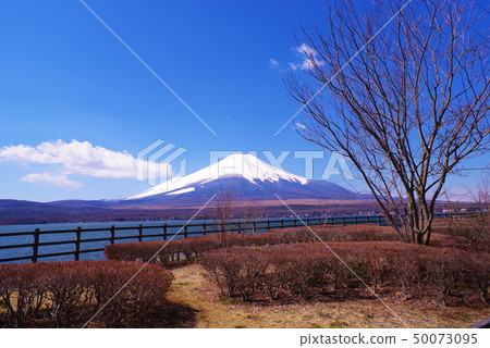 Mt. Fuji and the blue sky seen from the shore of Lake Yamanaka 50073095