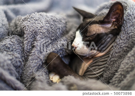 sphynx or sphinx cat is sleeping on a couch sphynx or sphinx cat is sleeping on a couch 50073898