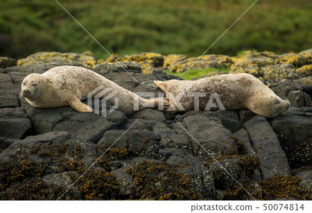 Common Seal Near Dunvegan On Isle Of Skye Scotland 50074814
