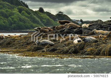 Common Seal Near Dunvegan On Isle Of Skye Scotland Common Seal Near Dunvegan On Isle Of Skye Scotland 50074815