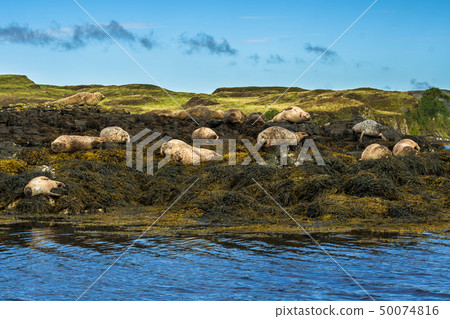 Common Seal Near Dunvegan On Isle Of Skye Scotland 50074816