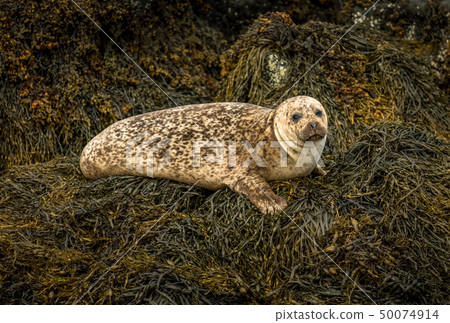 Common Seal Near Dunvegan On Isle Of Skye Scotland 50074914