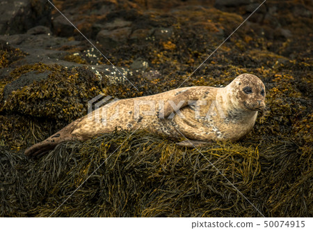 Common Seal Near Dunvegan On Isle Of Skye Scotland Common Seal Near Dunvegan On Isle Of Skye Scotland 50074915