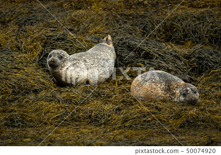 Common Seal Near Dunvegan On Isle Of Skye Scotland Common Seal Near Dunvegan On Isle Of Skye Scotland 50074920