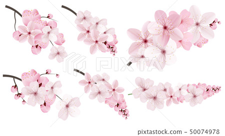 Dark and light pink sakura flowers. Dark and light pink sakura flowers. 50074978