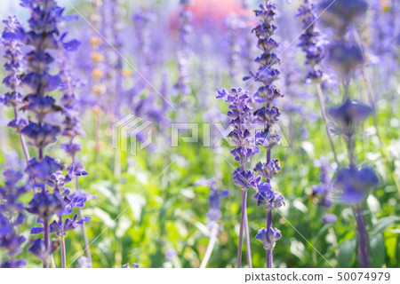 Blue salvia flowers blooming in green field. Blue salvia flowers blooming in green field. 50074979