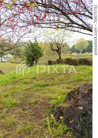 Tea field (spring) 50075782