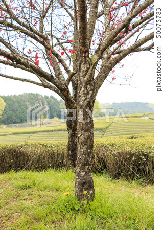 Tea field (spring) 50075783