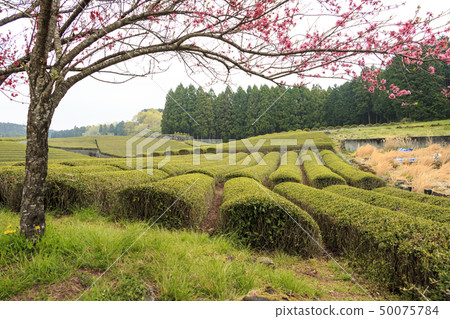 Tea field (spring) 50075784