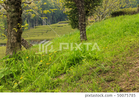 Tea field (spring) 50075785