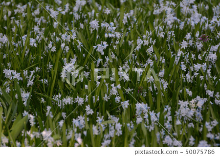 捷克4月花;席勒Sibelica布拉格，捷克共和國 50075786