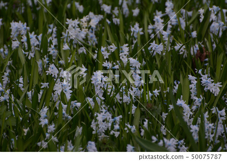 捷克4月花;席勒Sibelica布拉格，捷克共和國 50075787