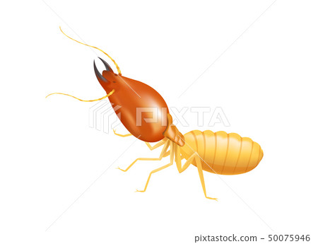 termite insect, termite isolated on white termite insect, termite isolated on white 50075946
