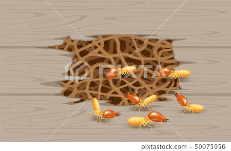 termites insect, termite nest burrow at wood wall 50075956