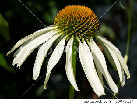 Coneflower, Echinacea purpurea Coneflower, Echinacea purpurea 50076154
