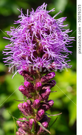 Prairie gay feather, Liatris spicata Prairie gay feather, Liatris spicata 50076155