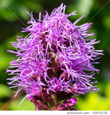 Prairie gay feather, Liatris spicata 50076156