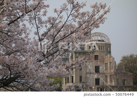春天廣島,盛開的櫻花和原子彈圓頂 春天廣島,盛開的櫻花和原子彈圓頂 50076449