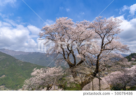 Gourd cherry tree in Ninodogawa town Gourd cherry tree in Ninodogawa town 50076486