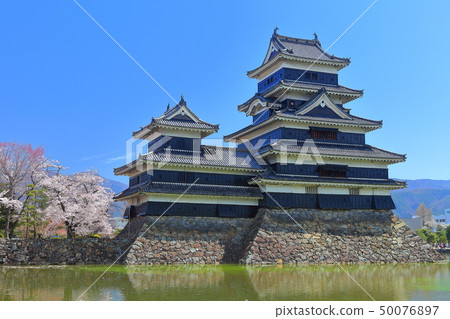 [長野縣]盛開著櫻花的松本城（青梅城和犬井小城） 50076897
