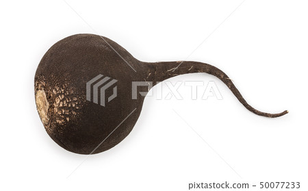 Single black radish isolated on white background. Top view. Flat lay Single black radish isolated on white background. Top view. Flat lay 50077233