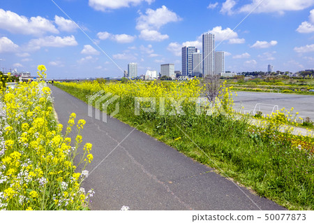 Rape blossoming Tama River Embankment 50077873