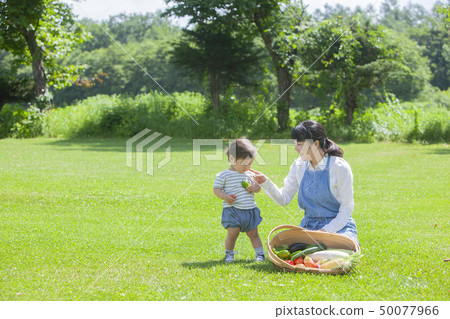 Summer vegetable harvest Summer vegetable harvest 50077966