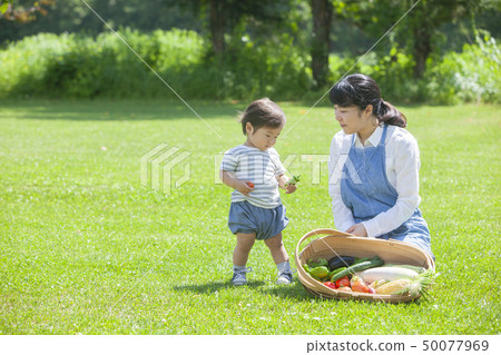 Summer vegetable harvest Summer vegetable harvest 50077969