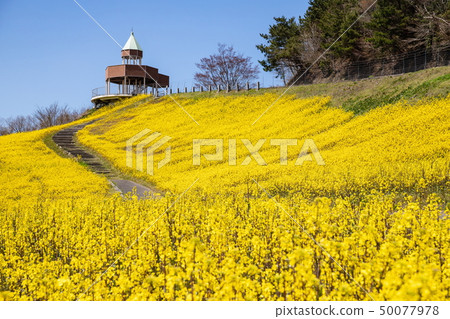 Rape field and observation platform Tonami plateau (Shikoku Chuo City, Ehime Prefecture) 50077978