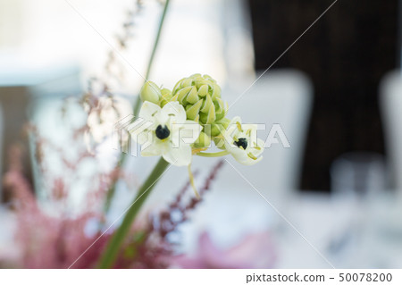 closeup branch of fresh ornithogalum flower with 50078200